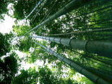 fotografia, materiale, libero il panorama, dipinga, fotografia di scorta,Alberi di bamb, , , , 