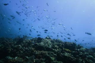 photo,material,free,landscape,picture,stock photo,Creative Commons,Fish in sun light, The sea, Coral, Coral, Water