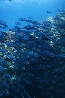 photo,material,free,landscape,picture,stock photo,Creative Commons,A school of fish, The sea, Coral, , School of fish