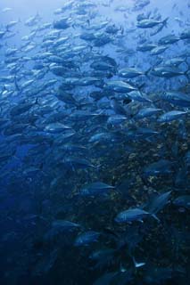 photo,material,free,landscape,picture,stock photo,Creative Commons,A school of horse mackerels, The sea, horse mackerel, horse mackerel, School of fish