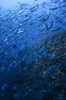 fotografia, materiale, libero il panorama, dipinga, fotografia di scorta,Una scuola di scombri equini, Il mare, scombro equino, , Scuola di pesce