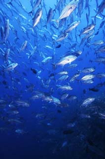 photo,material,free,landscape,picture,stock photo,Creative Commons,A school of horse mackerels, The sea, horse mackerel, horse mackerel, School of fish