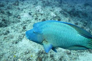 photo,material,free,landscape,picture,stock photo,Creative Commons,Napoleon fish, The sea, Coral, Coral, Napoleon fish