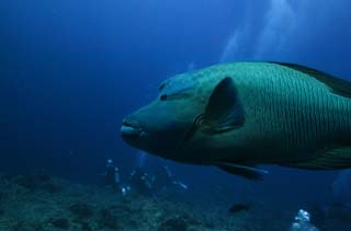 fotografia, materiale, libero il panorama, dipinga, fotografia di scorta,Un angelo custode di un tuffatore, Il mare, tuffandosi, tuffatore, Napoleone il pesce