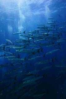 Foto, materiell, befreit, Landschaft, Bild, hat Foto auf Lager,Eine Schule fr barracuda, Das Meer, Blau, Groer barracuda, Die Schule des Fisches