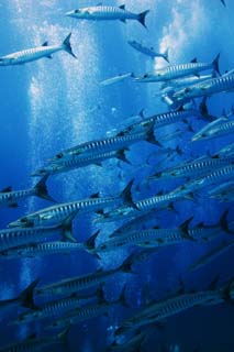 fotografia, materiale, libero il panorama, dipinga, fotografia di scorta,Una scuola di barracuda, Il mare, Blu, Grande barracuda, Scuola di pesce