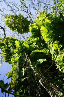 Foto, materieel, vrij, landschap, schilderstuk, bevoorraden foto,Jungle klimop-aronskelk, Houseplant, De jungle, Ik ben groen, Vel