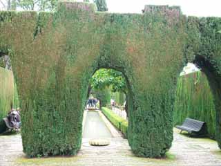 fotografia, materiale, libero il panorama, dipinga, fotografia di scorta,Generalife cipressi corridoio, , , , 