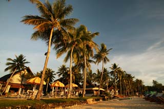 photo,material,free,landscape,picture,stock photo,Creative Commons,The evening of a private beach, beach umbrella, sandy beach, coconut tree, The shore