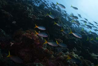 photo,material,free,landscape,picture,stock photo,Creative Commons,A school of fish, The sea, Coral, Coral, School of fish