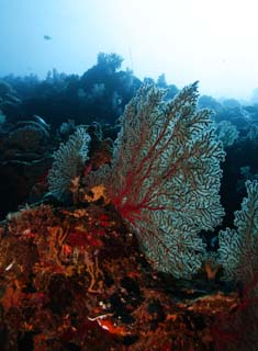 photo,material,free,landscape,picture,stock photo,Creative Commons,A sea fan, The sea, Coral, Coral, sefan