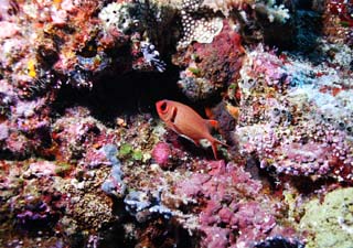 photo,material,free,landscape,picture,stock photo,Creative Commons,A red fish, The sea, Coral, Coral, In the water