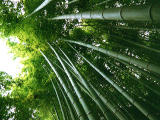 photo,material,free,landscape,picture,stock photo,Creative Commons,Growing bamboo trees, , , , 