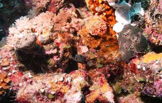 foto,tela,gratis,paisaje,fotografa,idea,Un trunkfish con lunares y saludos, El mar, Coral, , Globefish