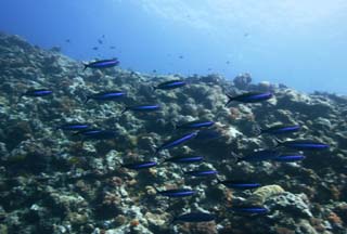 Foto, materieel, vrij, landschap, schilderstuk, bevoorraden foto,Een vis van een blauwe zwarte lijn, In het water, Koraal, , Vis