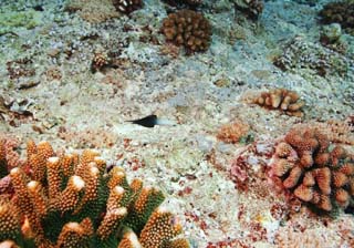 foto,tela,gratis,paisaje,fotografa,idea,Un pez de una falda negra, El mar, Coral, , En el agua