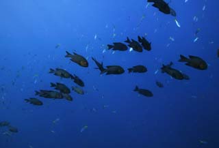 fotografia, materiale, libero il panorama, dipinga, fotografia di scorta,Una scuola di pesce, Il mare, Blu, pianta di indaco naturale, Scuola di pesce