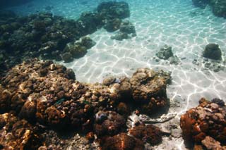 fotografia, materiale, libero il panorama, dipinga, fotografia di scorta,Un articolo leggero di un'increspatura, Il mare, Corallo, , Nel mare