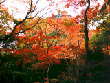 fotografia, materiale, libero il panorama, dipinga, fotografia di scorta,Foglie di autunno, , , , 