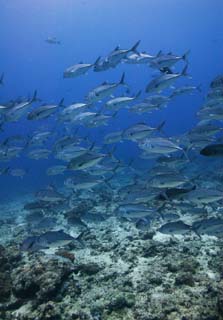 photo,material,free,landscape,picture,stock photo,Creative Commons,A school of horse mackerels, The sea, horse mackerel, horse mackerel, School of fish