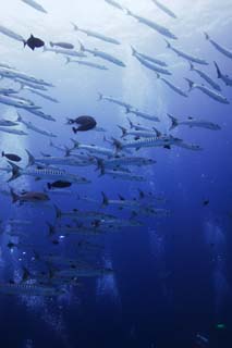 photo,material,free,landscape,picture,stock photo,Creative Commons,A school of barracuda, The sea, Great barracuda, barracuda, School of fish