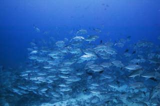 photo,material,free,landscape,picture,stock photo,Creative Commons,A school of horse mackerels, The sea, horse mackerel, horse mackerel, School of fish