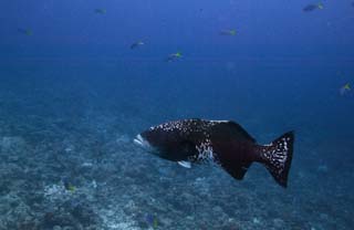 photo, la matire, libre, amnage, dcrivez, photo de la rserve,Un poisson d'un grand jeu, La mer, Corail, , grand jeu