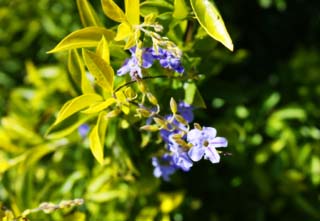 Foto, materiell, befreit, Landschaft, Bild, hat Foto auf Lager,Ein sdlicher Landblmchen, Blmchen, Bluliches Violett, Die tropische Zone, sdliches Land