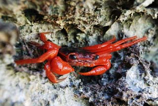 photo,material,free,landscape,picture,stock photo,Creative Commons,A red crab, crab, crab, crab, The seaside