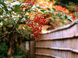 Foto, materiell, befreit, Landschaft, Bild, hat Foto auf Lager,Rote nandina-Beeren, , , , 