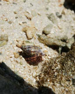 fotografia, materiale, libero il panorama, dipinga, fotografia di scorta,Un piccolo granchio di eremita, granchio di eremita, , guscio, Il mare