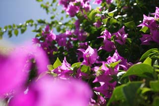 photo,material,free,landscape,picture,stock photo,Creative Commons,Summer of a bougainvillaea, bougainvillaea, I am purple, The tropical zone, southern country