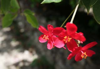 photo,material,free,landscape,picture,stock photo,Creative Commons,A southern country red floret, floret, Red, The tropical zone, southern country