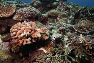 photo, la matire, libre, amnage, dcrivez, photo de la rserve,Le poisson qui s'assied  corail, rcif corail, Corail, Dans la mer, photographie sous-marine