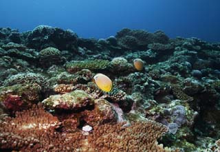 photo,material,free,landscape,picture,stock photo,Creative Commons,Tropical fish of a coral reef, coral reef, Coral, In the sea, underwater photograph