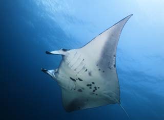 , , , , ,  ., manta., manta, ,  , underwater 