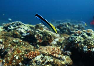 fotografia, materiale, libero il panorama, dipinga, fotografia di scorta,Telefoni della veglia funebre Bella, Telefoni della veglia funebre Bella, Corallo, Nel mare, fotografia subacquea