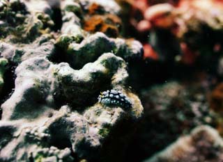 photo, la matire, libre, amnage, dcrivez, photo de la rserve,Une limace de mer, seslug, Corail, Dans la mer, photographie sous-marine
