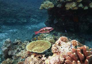 fotografia, materiale, libero il panorama, dipinga, fotografia di scorta,Un pesce di una scogliera di corallo, scogliera di corallo, Corallo, Nel mare, fotografia subacquea