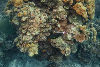 fotografia, material, livra, ajardine, imagine, proveja fotografia,Peixe tropical de um recife de coral, recife de coral, Coral, No mar, fotografia subaqutica