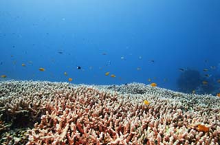 photo,material,free,landscape,picture,stock photo,Creative Commons,A plain of coral, coral reef, Coral, In the sea, underwater photograph