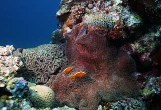 Foto, materieel, vrij, landschap, schilderstuk, bevoorraden foto,Amphiprion clarkii, , Anemoon vis, In de zee, Onderwatere foto