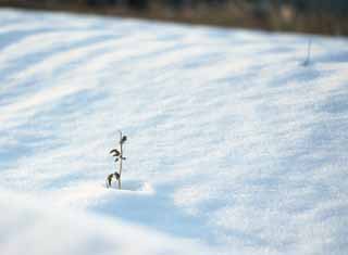 Foto, materieel, vrij, landschap, schilderstuk, bevoorraden foto,Sneeuw illusie, , , , 