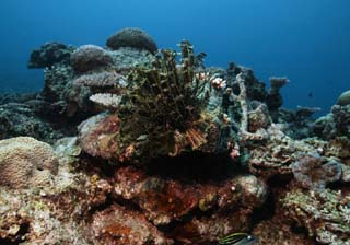 photo,material,free,landscape,picture,stock photo,Creative Commons,A feather star, feather star, Coral, , underwater photograph