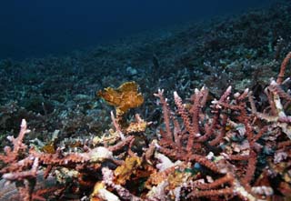 photo,material,free,landscape,picture,stock photo,Creative Commons,Frogfish, Frogfish, Coral, In the sea, underwater photograph