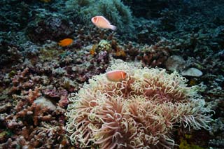 photo, la matire, libre, amnage, dcrivez, photo de la rserve,Poisson de l'anmone du prospectus de Hana, , poisson de l'anmone, seanemone, photographie sous-marine