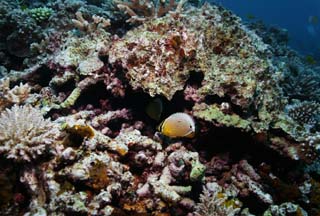 photo, la matire, libre, amnage, dcrivez, photo de la rserve,Un butterflyfish, butterflyfish, Corail, Dans la mer, photographie sous-marine