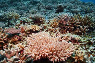 photo, la matire, libre, amnage, dcrivez, photo de la rserve,Corail et poisson tropique, rcif corail, Corail, Dans la mer, photographie sous-marine