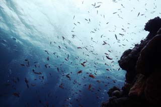 fotografia, materiale, libero il panorama, dipinga, fotografia di scorta,Un pesce tende ad essere chiaro nell'andata marittimo, La superficie dell'acqua, onda, Nel mare, fotografia subacquea