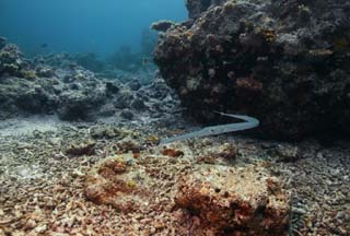 photo,material,free,landscape,picture,stock photo,Creative Commons,Fistularia commersonii, , Coral, In the sea, underwater photograph